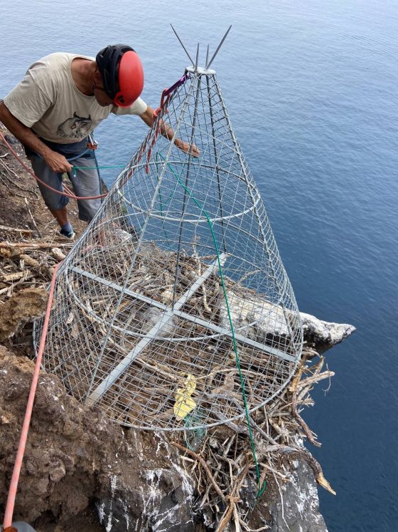 Transición Ecológica trabaja en medidas de protección y conservación del águila pescadora en Canarias