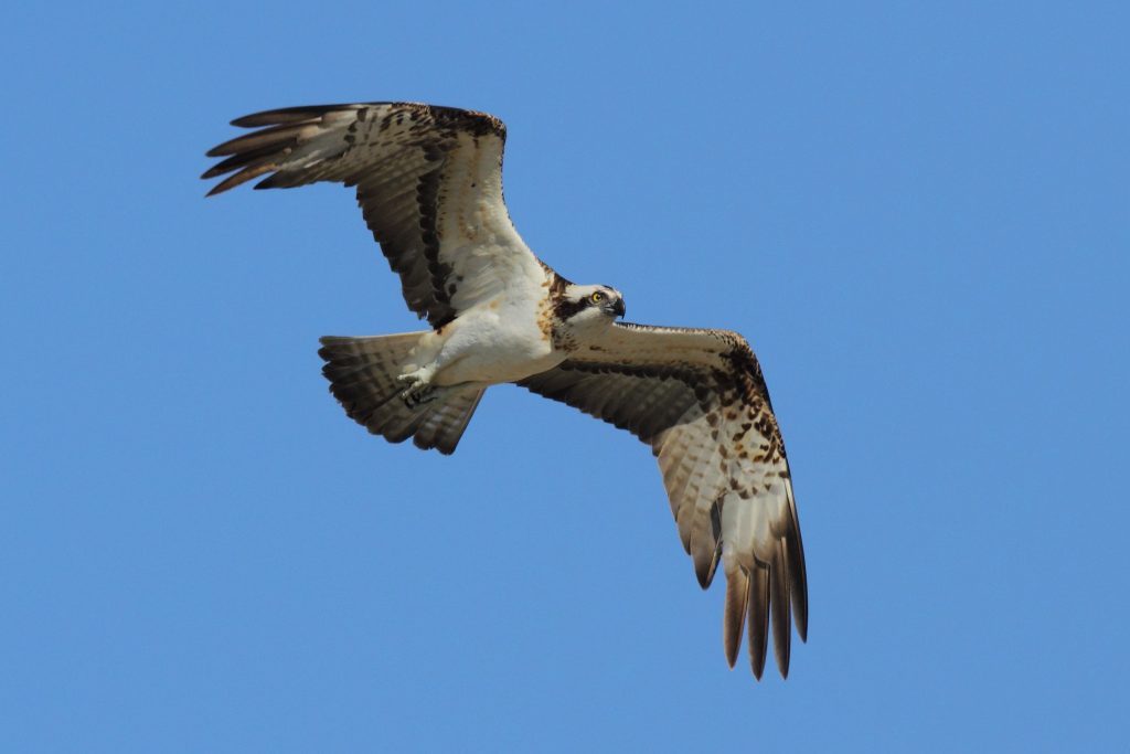 Pandion haliaetus. Foto Beneharo Rodríguez