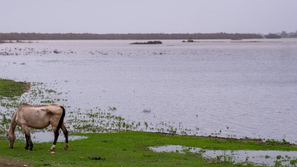 Regadíos de Doñana