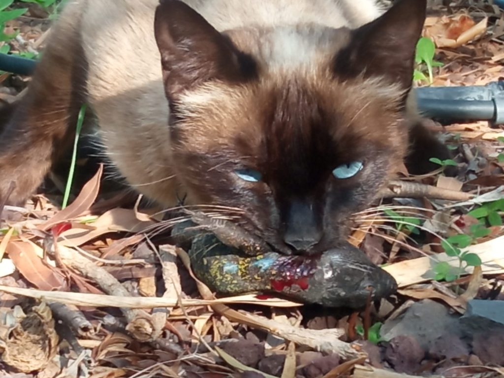 GAto buenavista