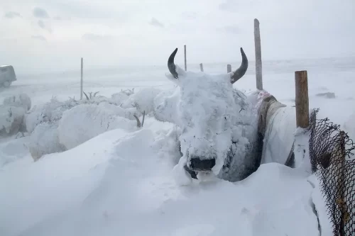 Ola de frío provoca la muerte de casi el 10 % del total del ganado de Mongolia