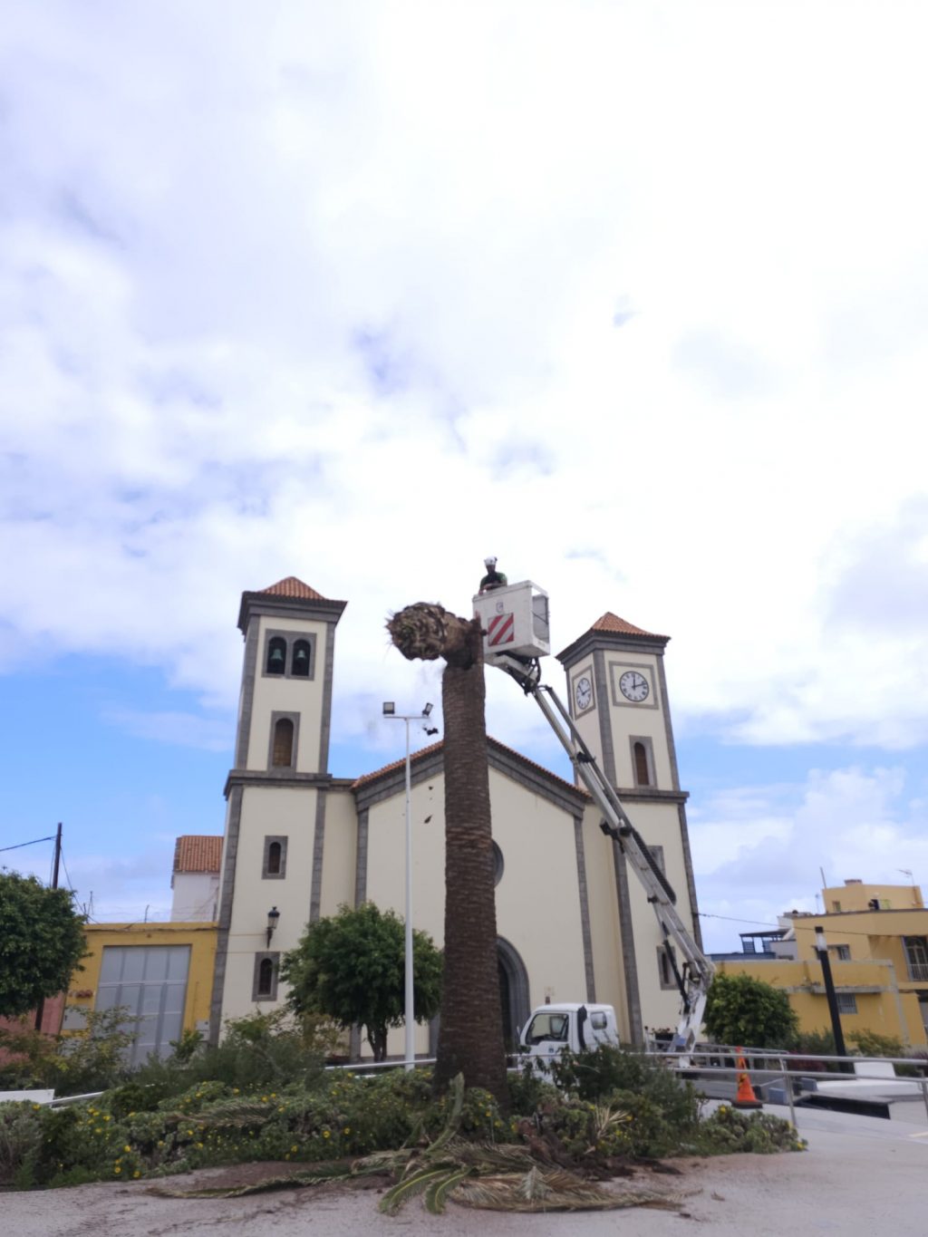 Tala palmera Plaza de La Atalaya