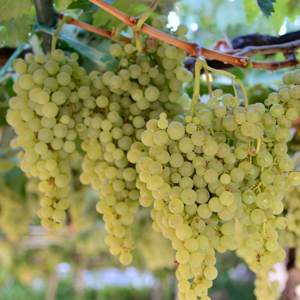 090524 Viñedo en Vinos Niray, Alajeró, La Gomera