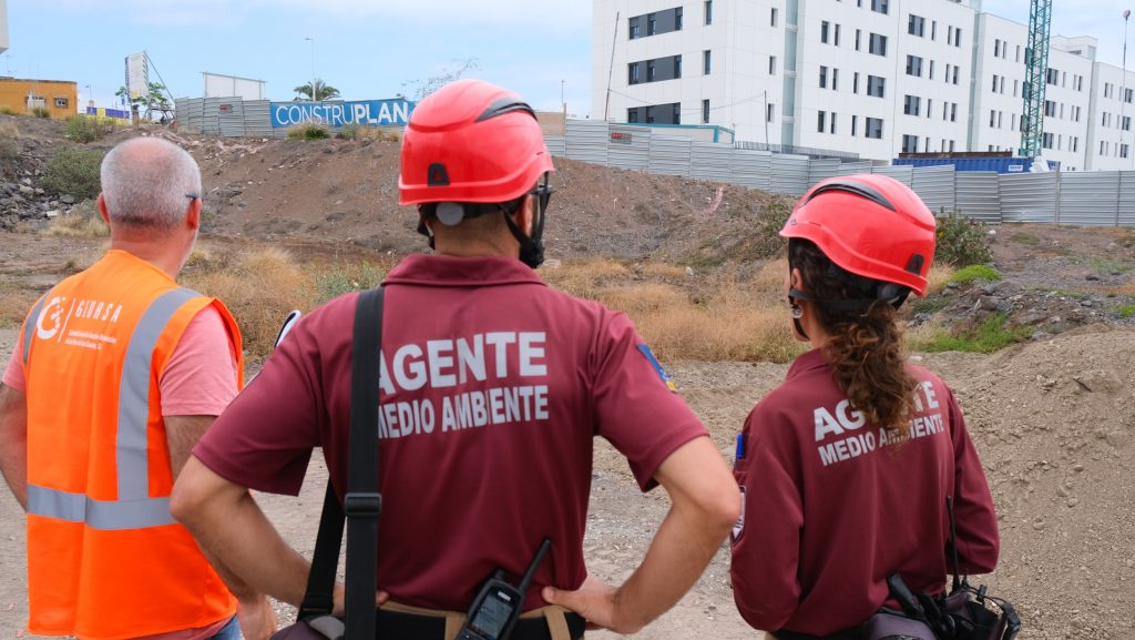 Ayuntamiento y Agentes de Medio Ambiente rescatan lagartos en la parcela donde se construirán 131 viviendas públicas en Tamaraceite 1