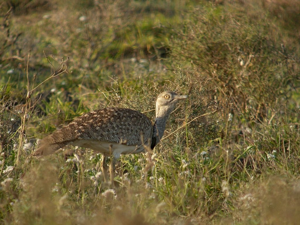 Chlamydotis_undulata_-Tao_Lanzarote_Canary_Islands_Spain-8-1-2048x1536