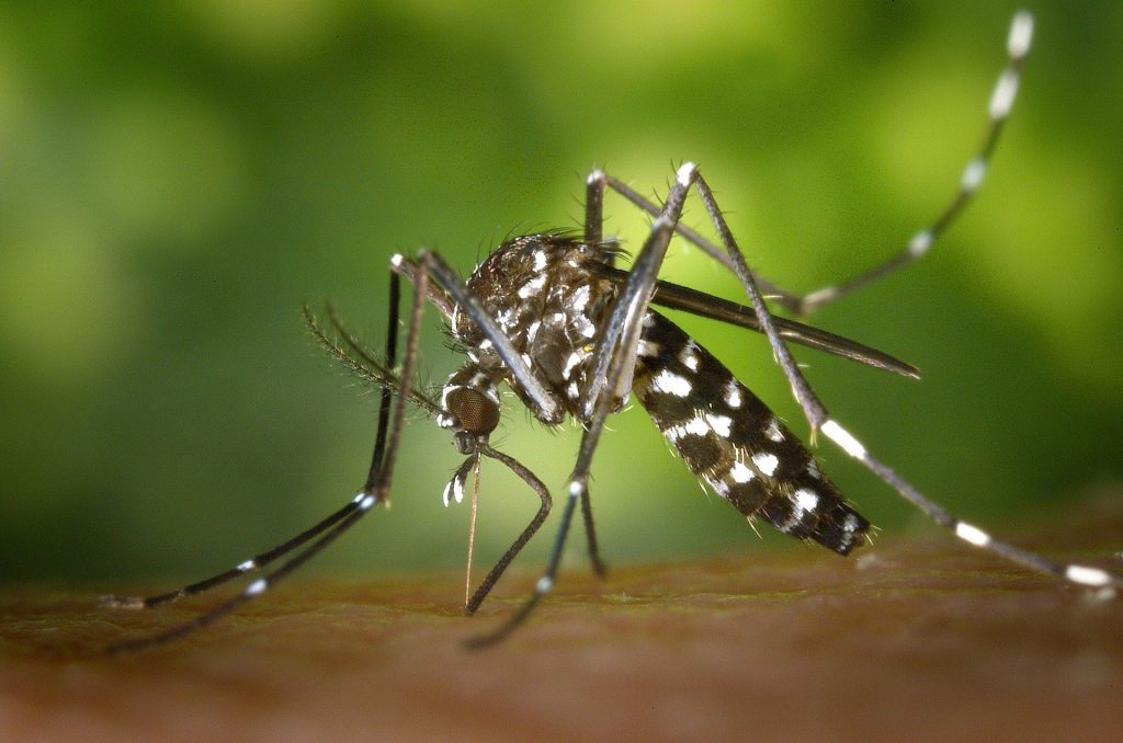 Expertos chinos descubren nexo entre temperaturas anómalas en Índico con brotes de dengue