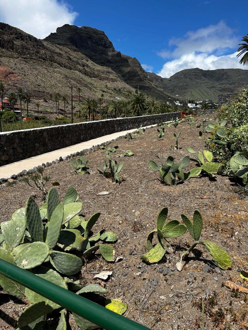 Opuntia en Los Reyes