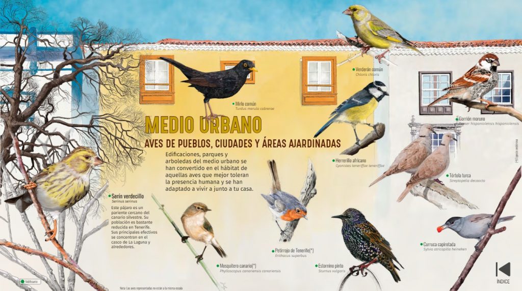 Pájaros en zonas urbanas de Canarias