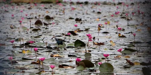 biodiversidad sufre, la humanidad también