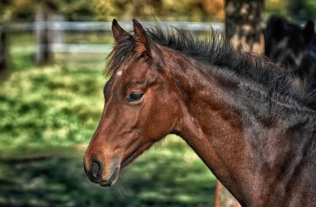 caballo