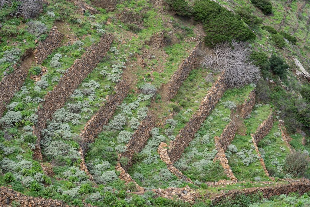 Bancal abandonado en el norte de La Gomera