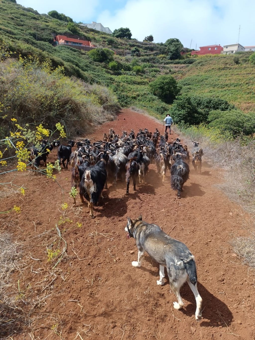 Labores de pastoreo en zona de interfase (1)