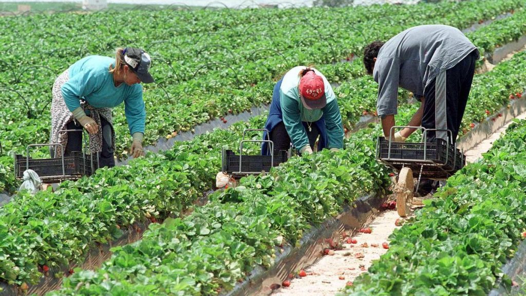 Millones de trabajadores migrantes del sector agrícola son explotados en Europa