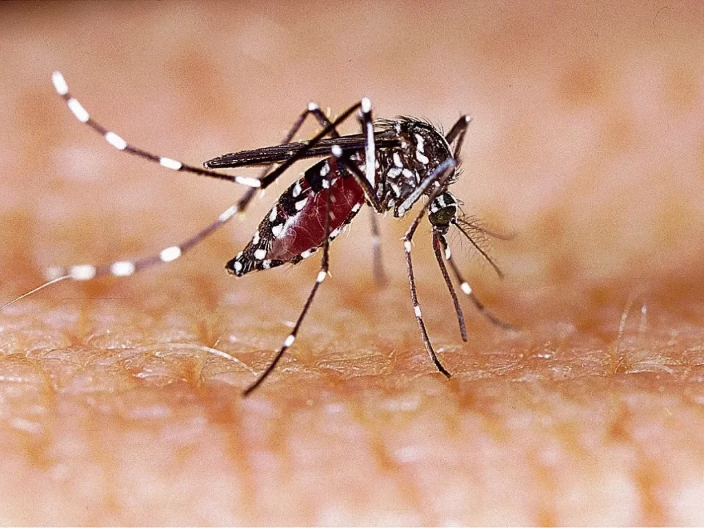 Dengue