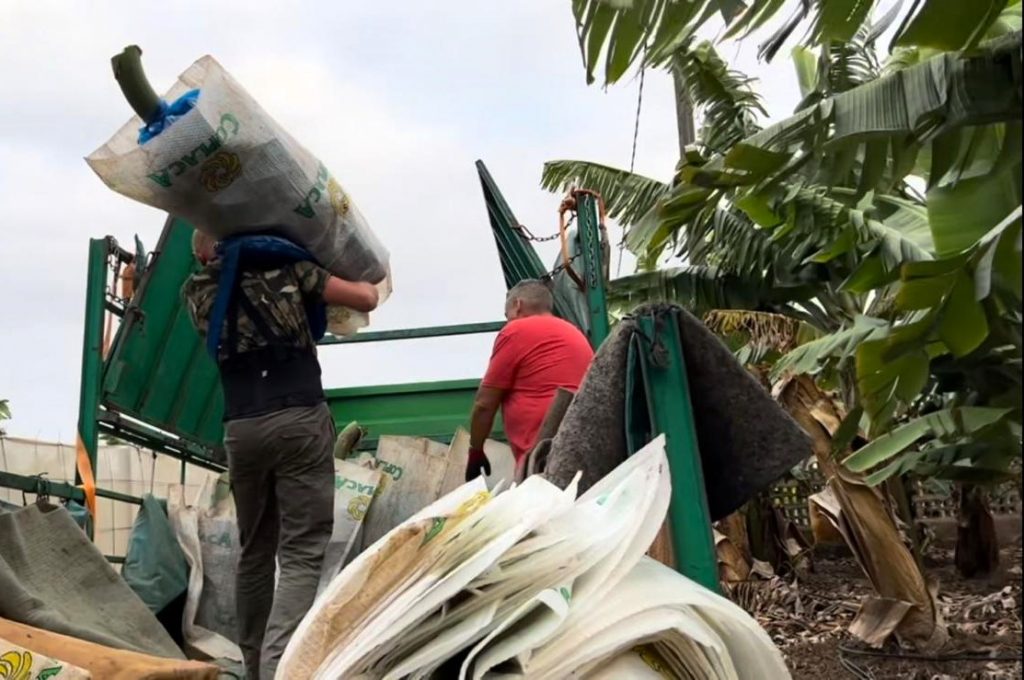 agricultores en una finca de plátano canario