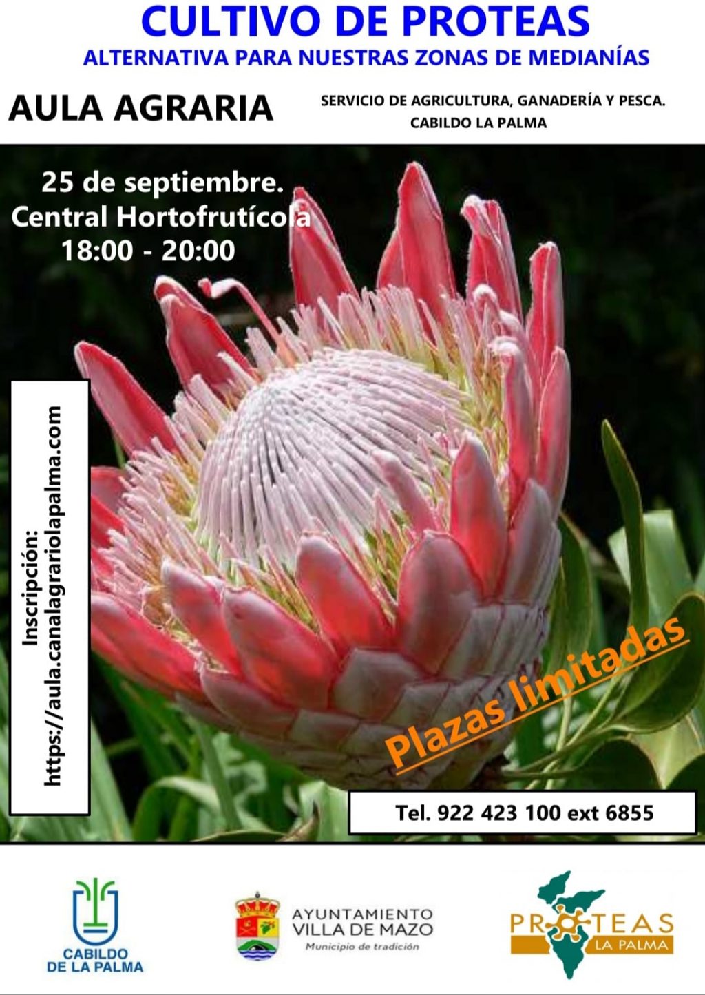 Formación proteas