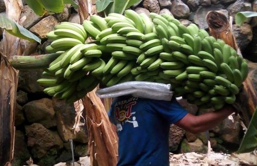 trabajadores de la platanera en Canarias (2)