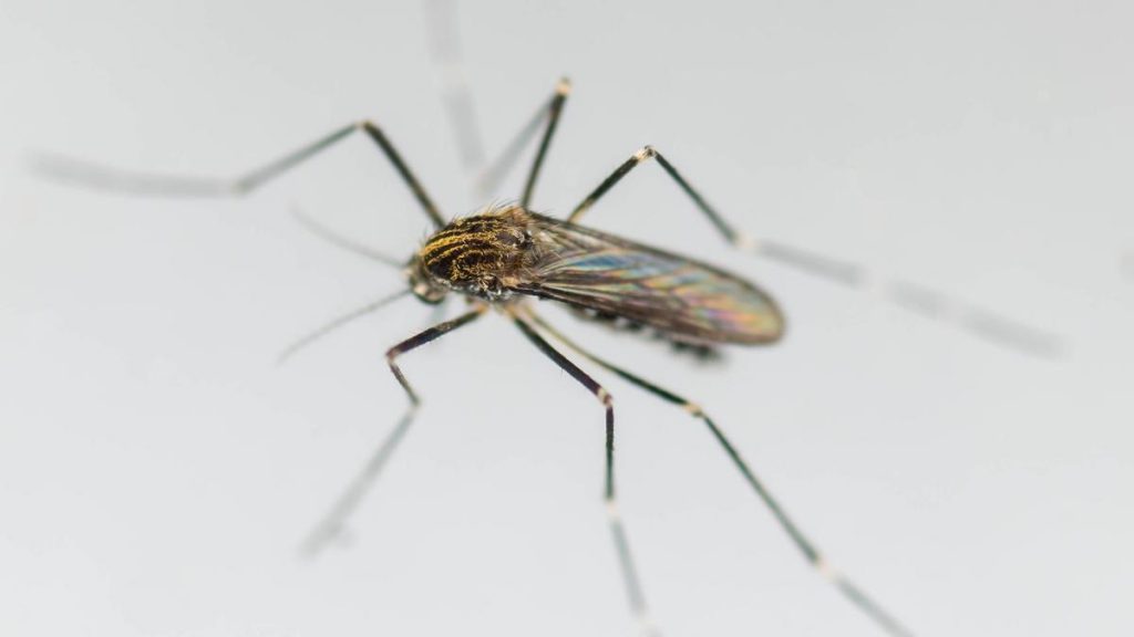 El Mosquito del Japón llega a Navarra