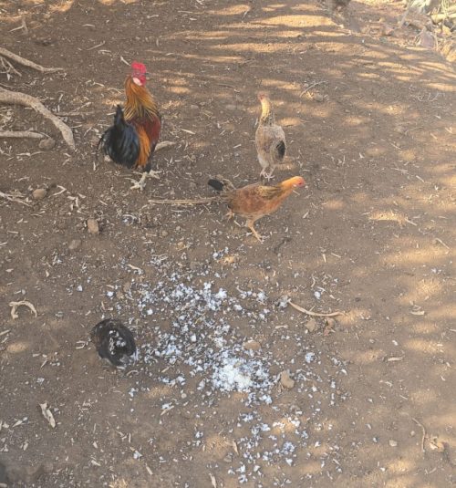 Gallinas y gallos en La Vera