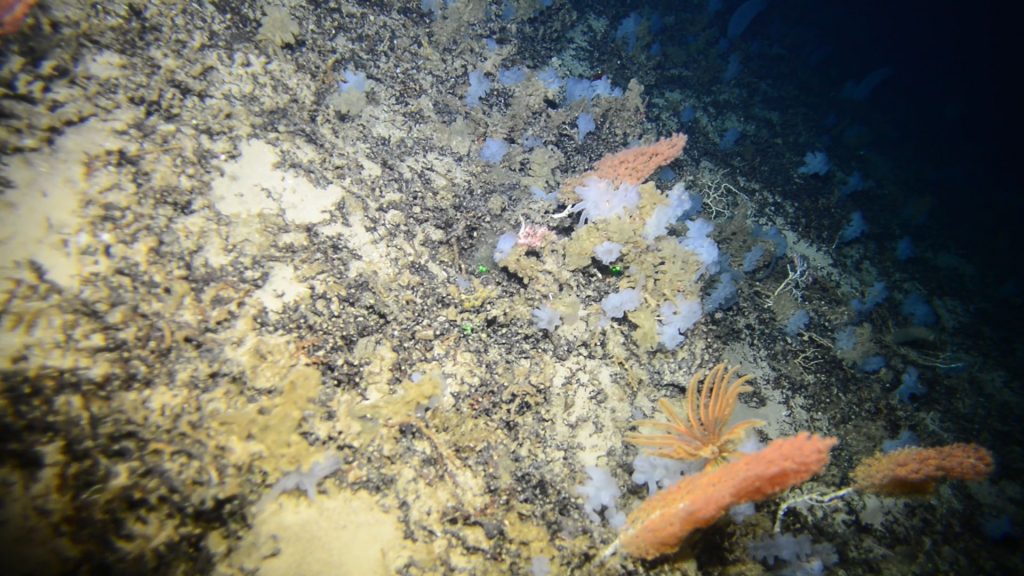 NP_141024_BIODIV montes submarinos Canarias