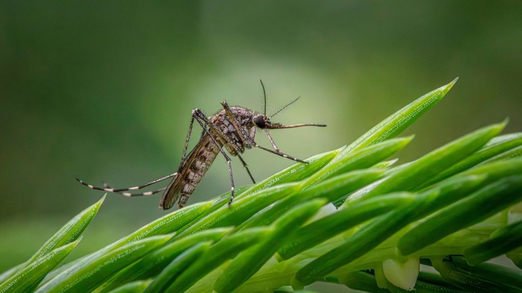 La vigilancia del virus del Nilo seguirá en el margen Oeste del Guadalquivir en Sevilla