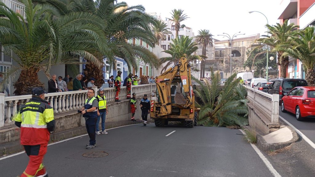 El Ayuntamiento activa los servicios municipales tras la caída de un ejemplar de palmera en Bravo Murillo (2)