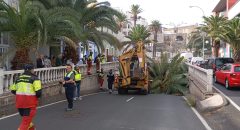 El Ayuntamiento activa los servicios municipales tras la caída de un ejemplar de palmera en Bravo Murillo (2)