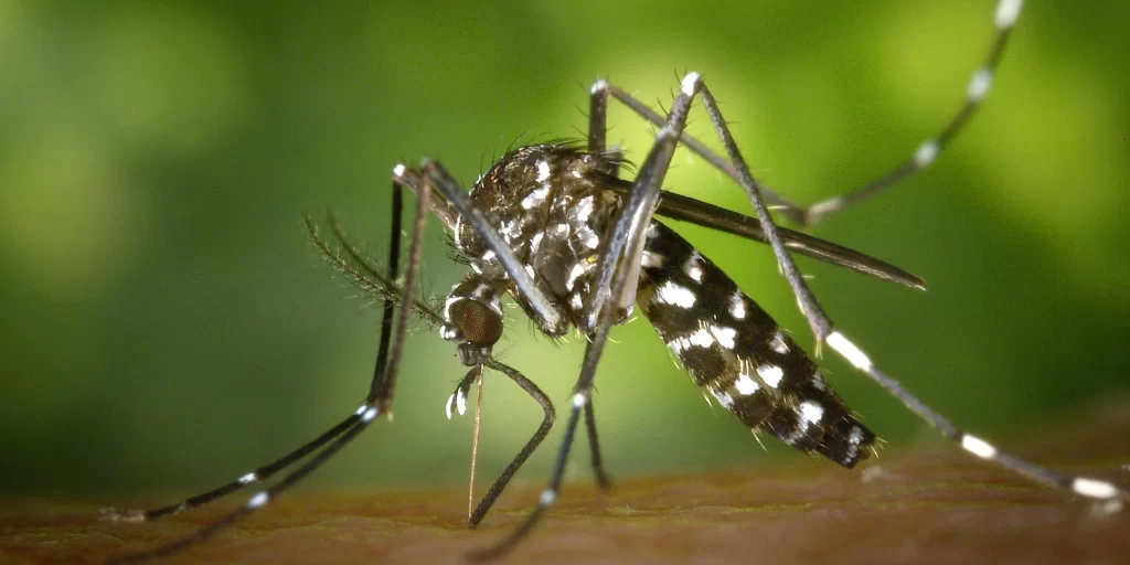 Dengue