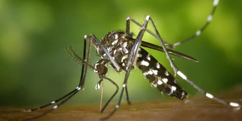 Dengue