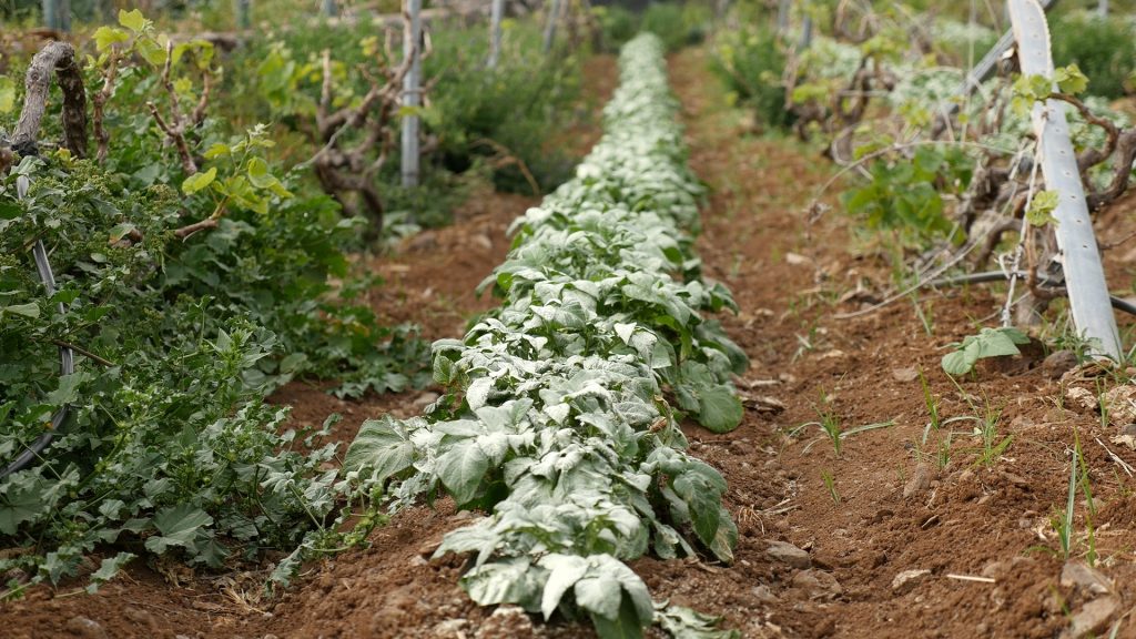 060225 Cultivo de papas en La Gomera