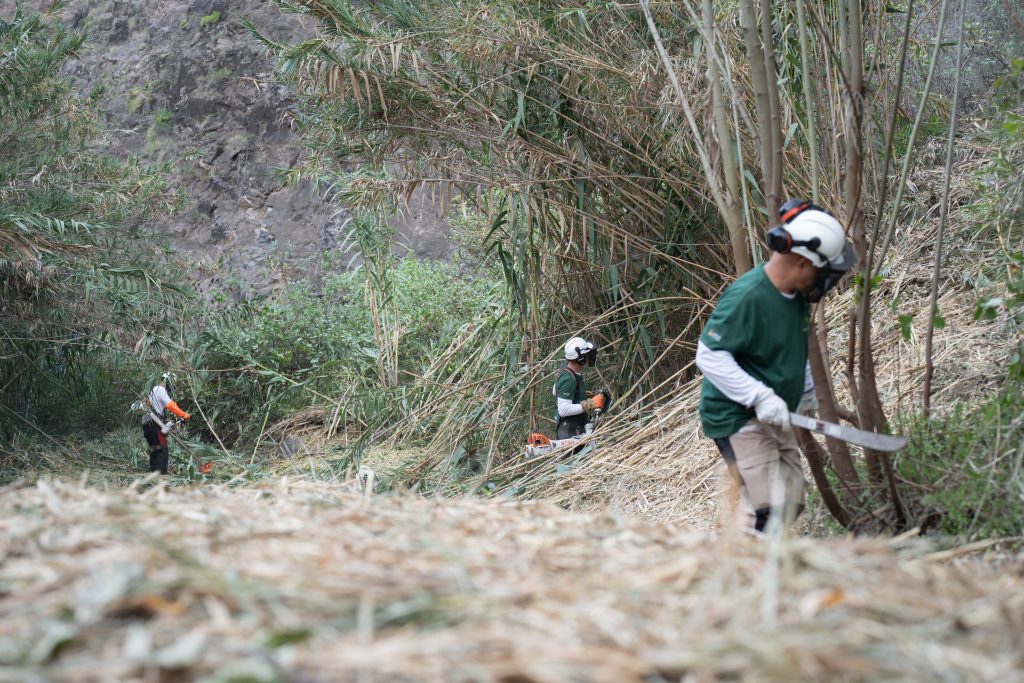 180325 trabajos de eliminación de caña común en el barranco de Hermigua