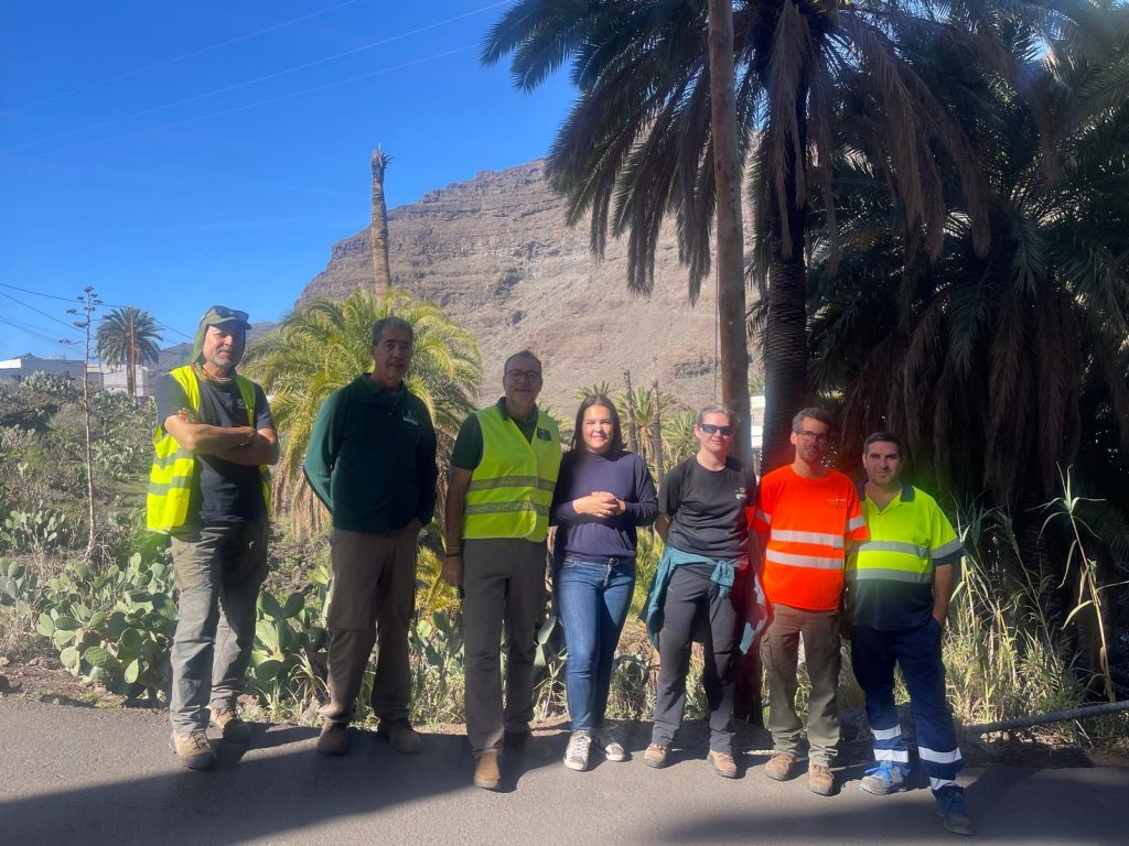 Trabajos en los palmerales en el barrio de Tasarte